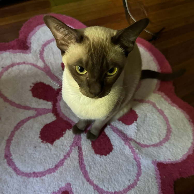 Biscuit